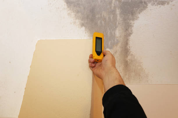 Best Attic Mold Removal  in Stepney, CT