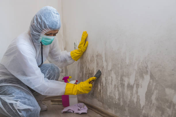 Best Forensic Mold Investigation  in Stepney, CT