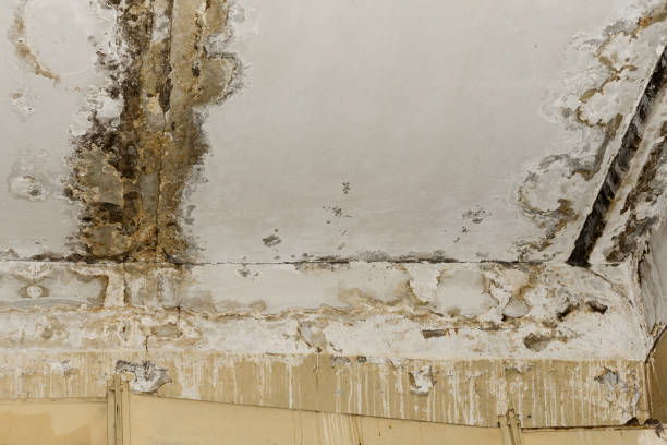 Professional Mold Removal in Stepney, CT