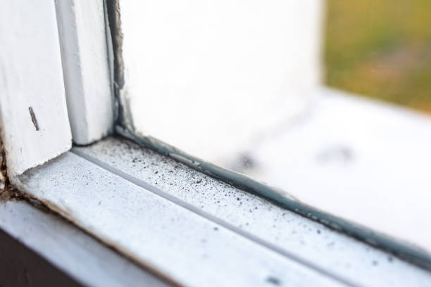 Best Black Mold Removal  in Stepney, CT