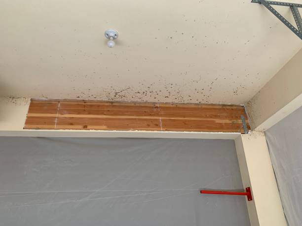 Best Mold Odor Removal Services  in Stepney, CT