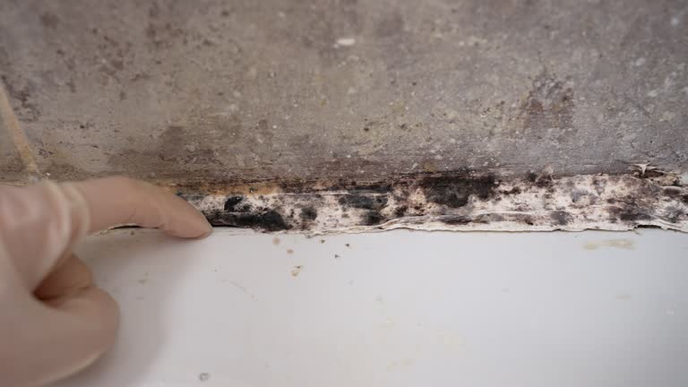 Best Post-Construction Mold Inspection  in Stepney, CT